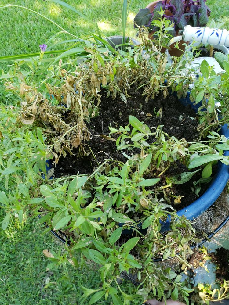 Dying petunias in the Ask a Question forum - Garden.org