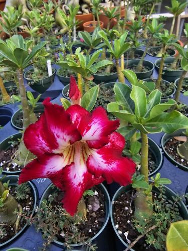 Adenium All Color New flower color? in the Adeniums forum - Garden.org