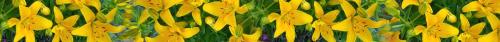 Thumb of 2024-05-24/RootedInDirt/818458