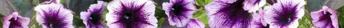 Thumb of 2024-05-24/RootedInDirt/9db75d