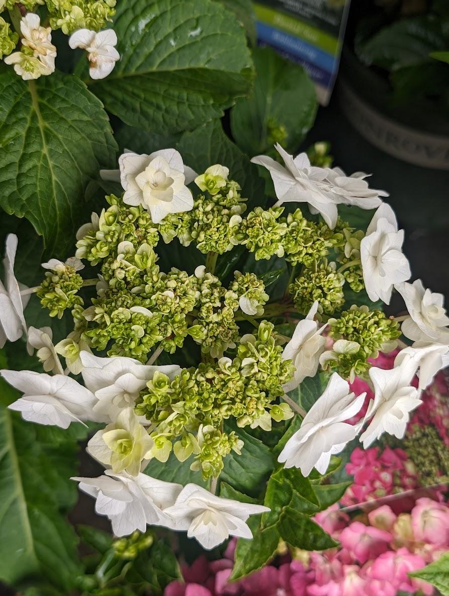 Photo of the bloom of Lacecap Hydrangea (Hydrangea macrophylla Double