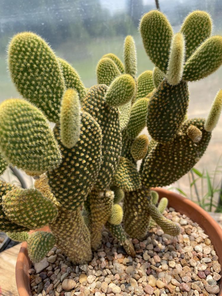 Photo of the entire plant of Bunny Ears (Opuntia microdasys) posted by ...