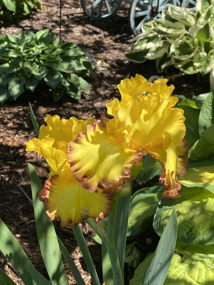 Photo of the bloom of Tall Bearded Iris (Iris 'Rim of Fire') posted by