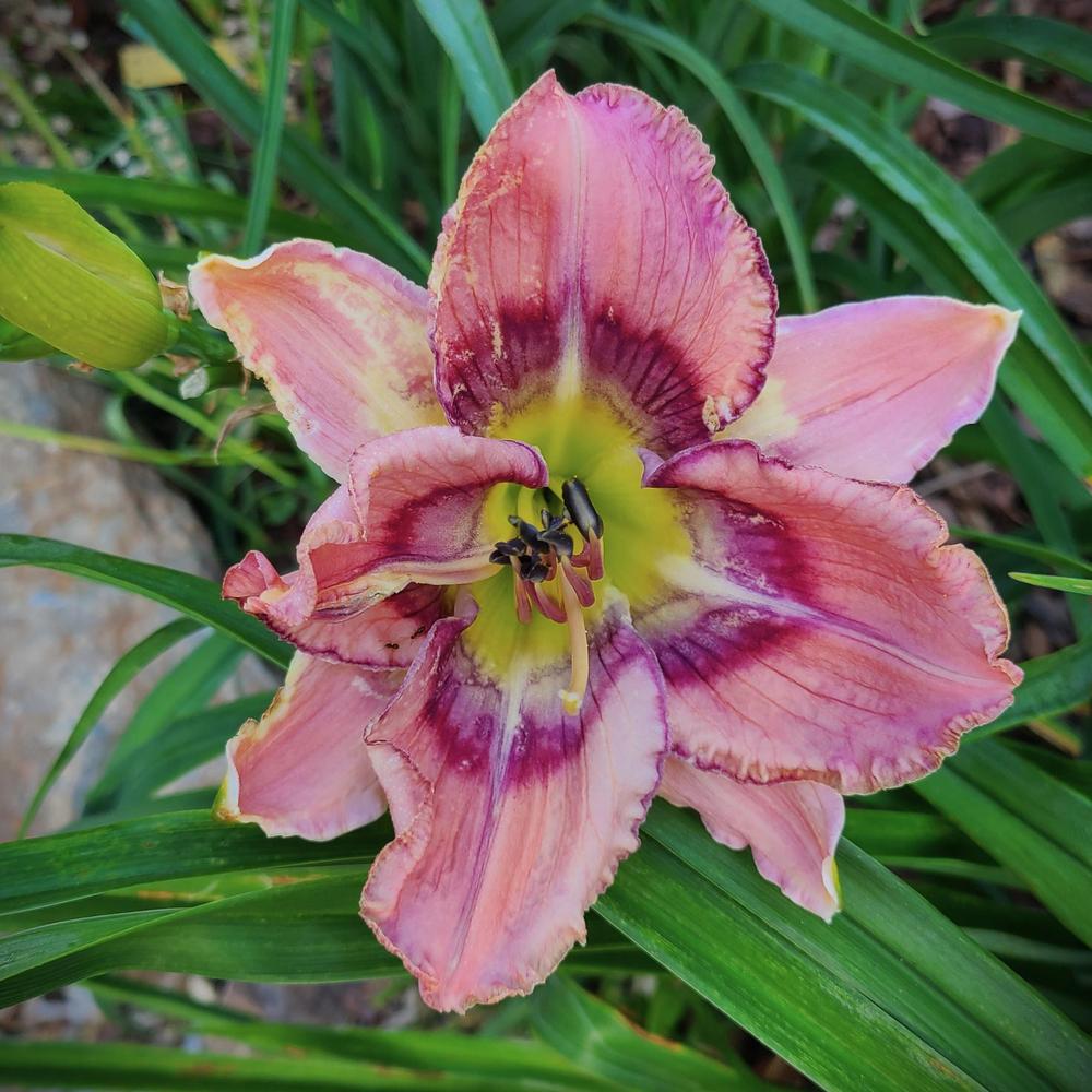 Photo of the bloom of Daylily (Hemerocallis 'Rippling Ripples') posted ...