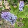 Closeup of the pretty panicle of Prairie Petite dwarf lilac