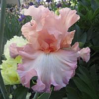 Photo of the bloom of Tall Bearded Iris (Iris 'Naked Beauty') posted by