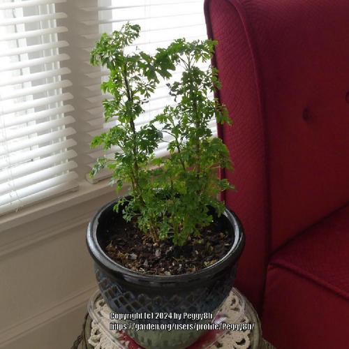 Parsley Aralia (Polyscias fruticosa 'Elegans')