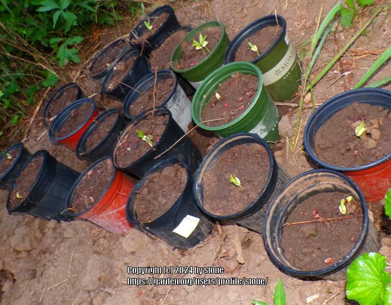 Allelopathic effect from dog fennel on southern cow peas? in the