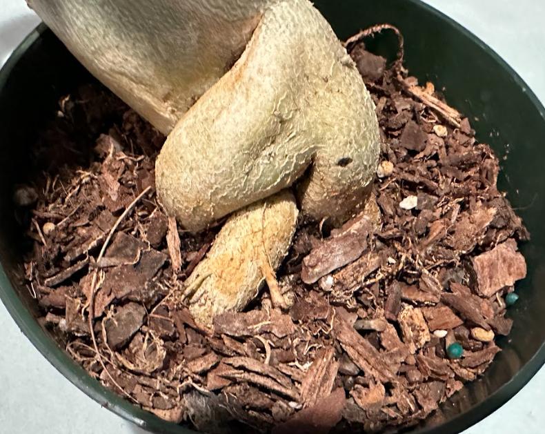 why does desert rose have curling leaves and no flowers? in the