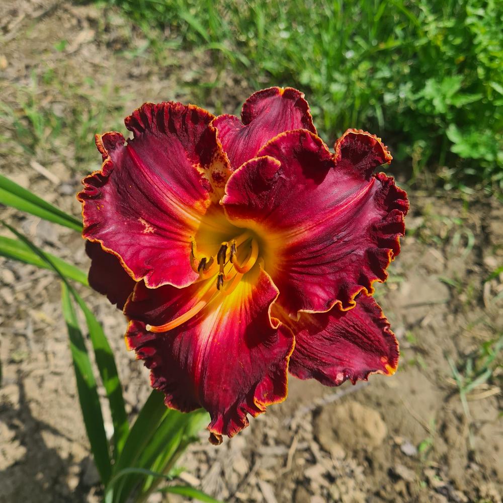 Daylily (Hemerocallis 'Spacecoast Casino Red') in the Daylilies