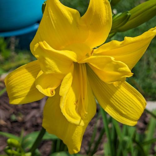 Daylily (Hemerocallis 'Double River Wye') in the Daylilies Database