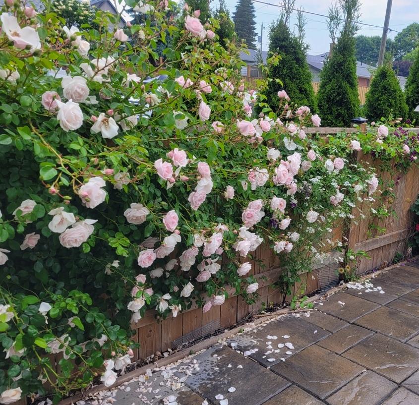 Help Me Find Roses Photo of the bloom of Rose (Rosa 'New Dawn') posted by janelp_lee ...