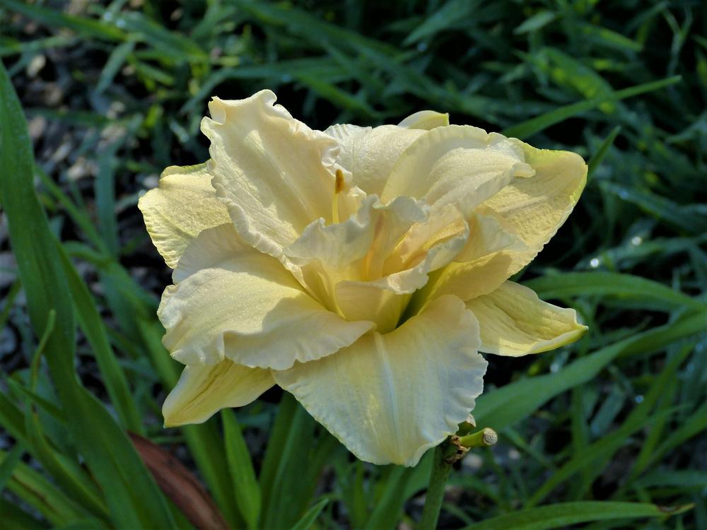 Photo of the bloom of Daylily (Hemerocallis 'Land of Cotton') posted by