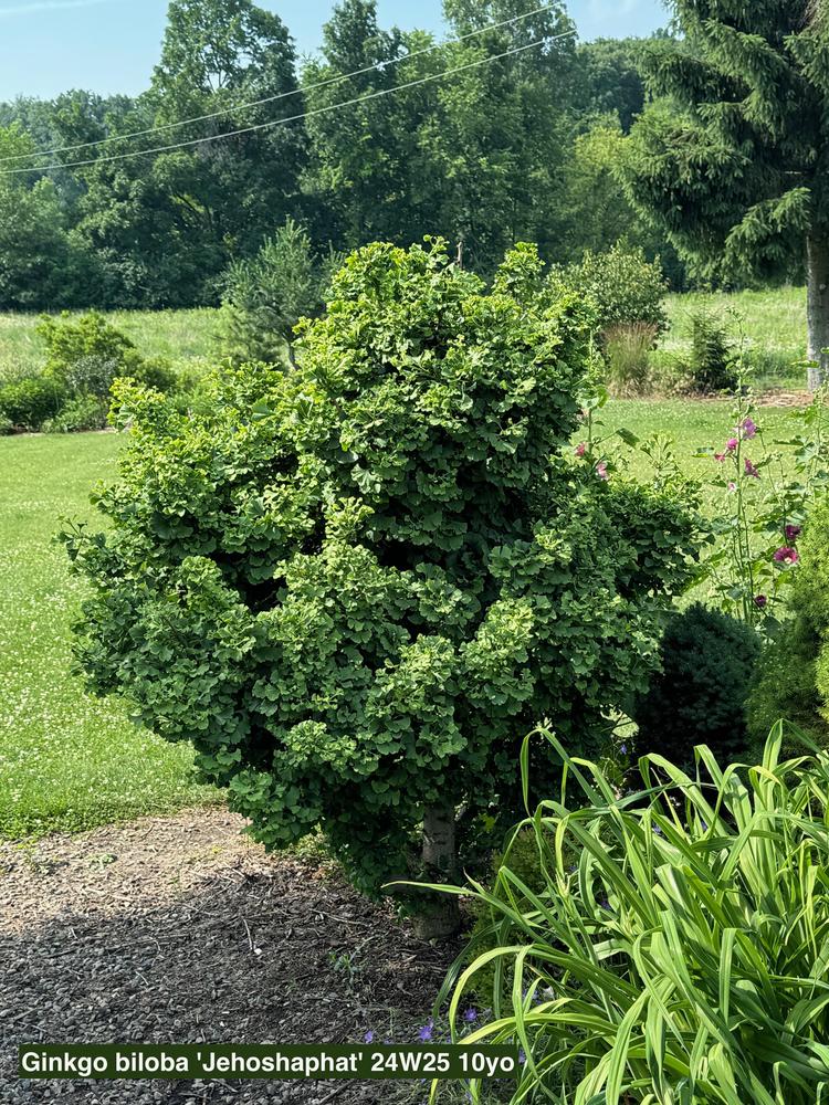 Photo of the entire plant of Witches' Broom (Ginkgo biloba 'Jehoshaphat