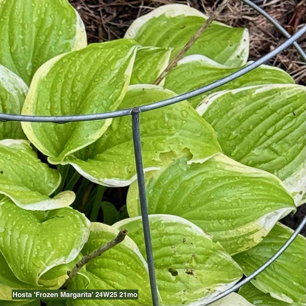 Hosta 'Frozen Margarita' in the Hostas Database