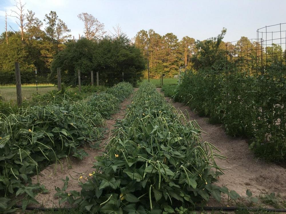Allelopathic effect from dog fennel on southern cow peas? in the