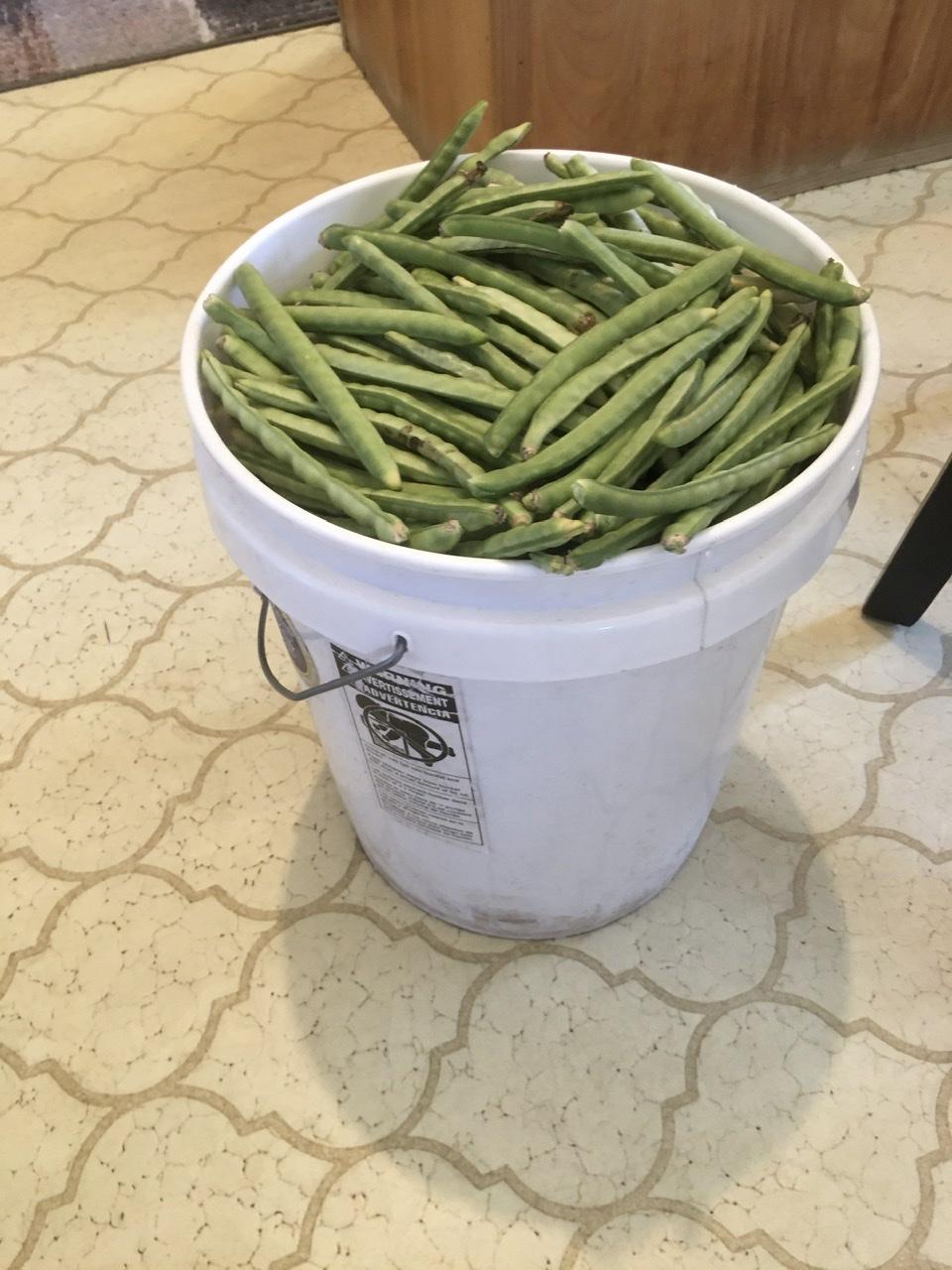 Allelopathic effect from dog fennel on southern cow peas? in the