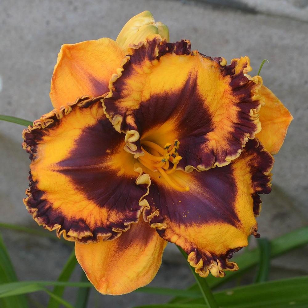 Photo of the bloom of Daylily (Hemerocallis 'Incandescent') posted by