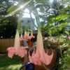 Big and little versicolor angel trumpets in bloom