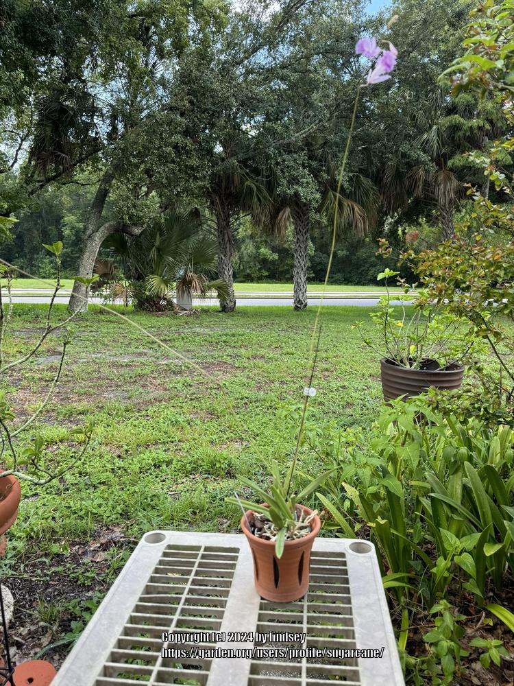 Photo of the entire plant of Orchid (Broughtonia lindenii) posted by