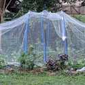 Grow Parthenocarpic Cucumbers for a Disease-Free Harvest