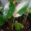 Variegated form, young plant from cutting