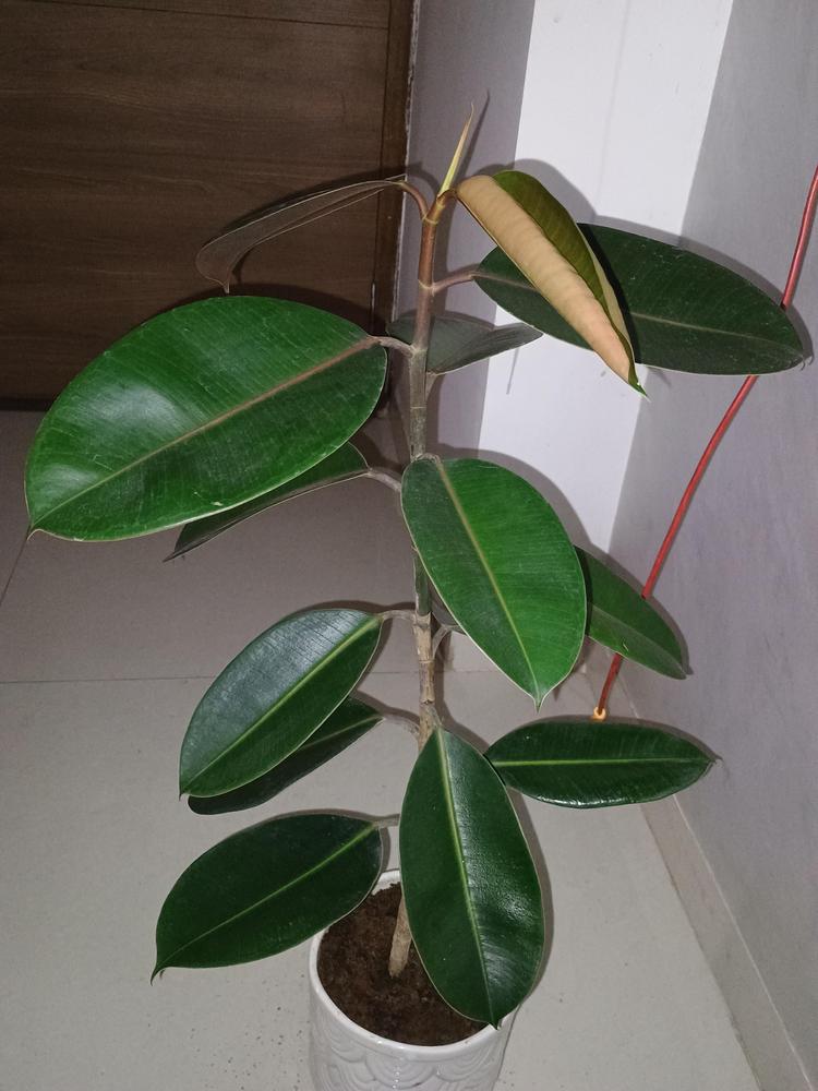 How to revive my rubber plant from transplant shock? in the Ask a ...