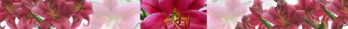 Thumb of 2024-07-09/RootedInDirt/fde239