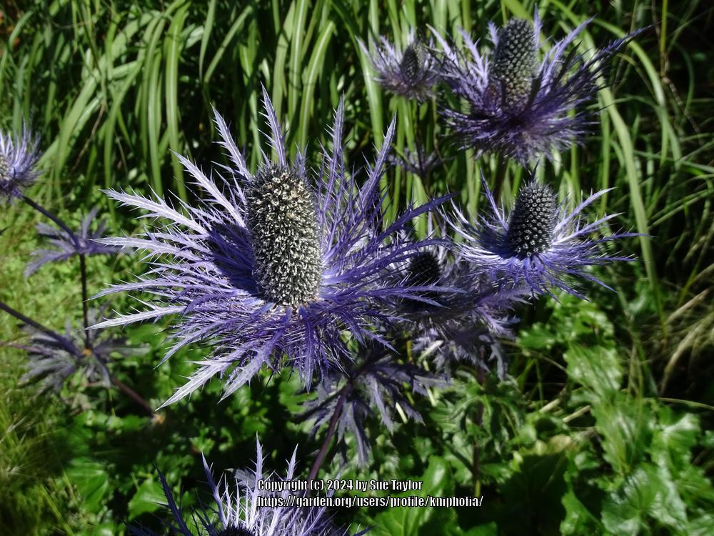 Photo of the bloom of Zabel Sea Holly (Eryngium 'Donard Variety