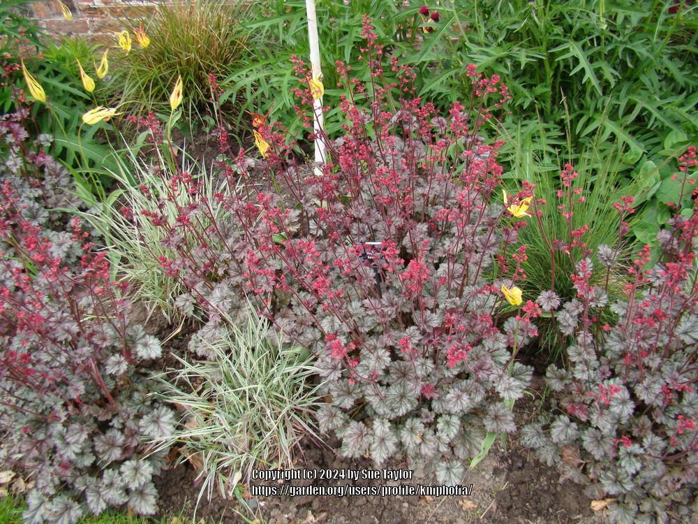 Photo of the entire plant of Coral Bells (Heuchera 'Rave On') posted by ...