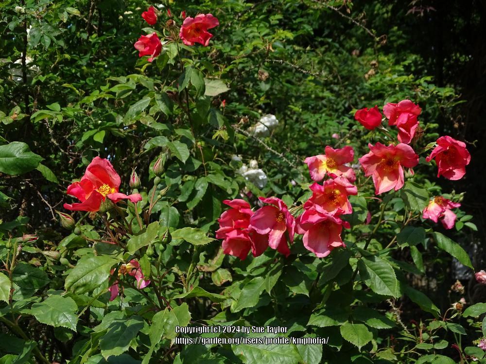 Photo of the bloom of Rose (Rosa 'Morning Mist') posted by kniphofia ...