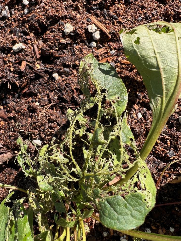 Help! Something is eating my salvias and coneflowers! in the Ask a