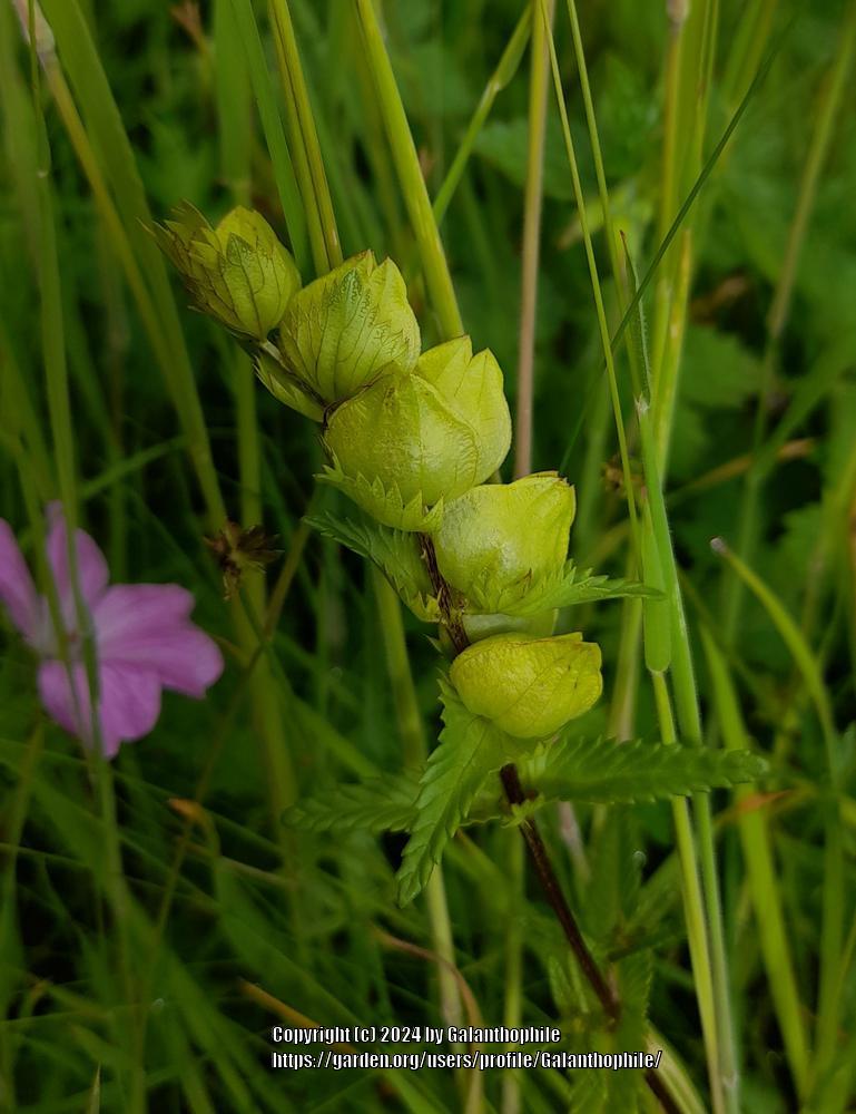 Photo of the seed pods or heads of Yellow Rattle (Rhinanthus minor ...