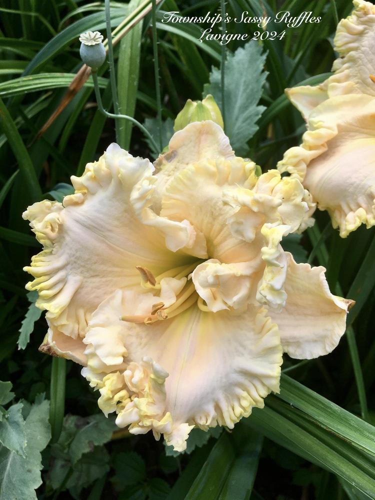 Photo of the bloom of Daylily (Hemerocallis 'Township's Sassy Ruffles ...