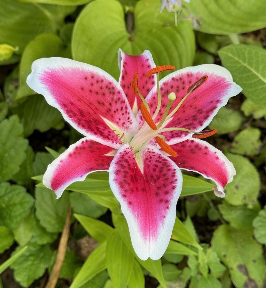 Lilyページ⭐︎ Lily (Lilium 'Starfighter') in the Lilies Database - Garden.org
