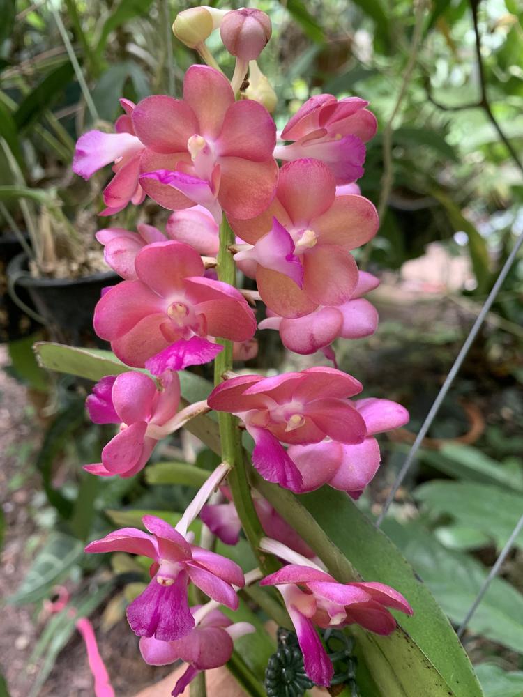 Orchid (Perreiraara Rapeepath 'Pink') - Garden.org
