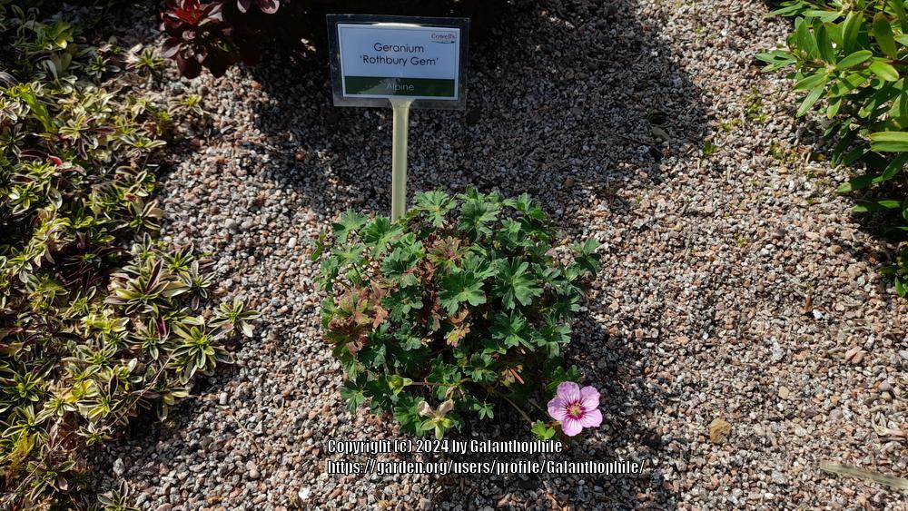 Geranium Rothbury Gem Photo of the entire plant of Geranium (Geranium cinereum 'Rothbury Gem ...