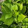 Hydrangea macrophylla 'Peppermint' 24w31 10yo Bigleaf G4 (Irie, 2