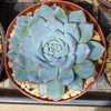 6 inch pot