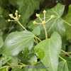 Boston ivy, Hedera hibernica # 296 nn; MBG, "Genus, Latin name fo