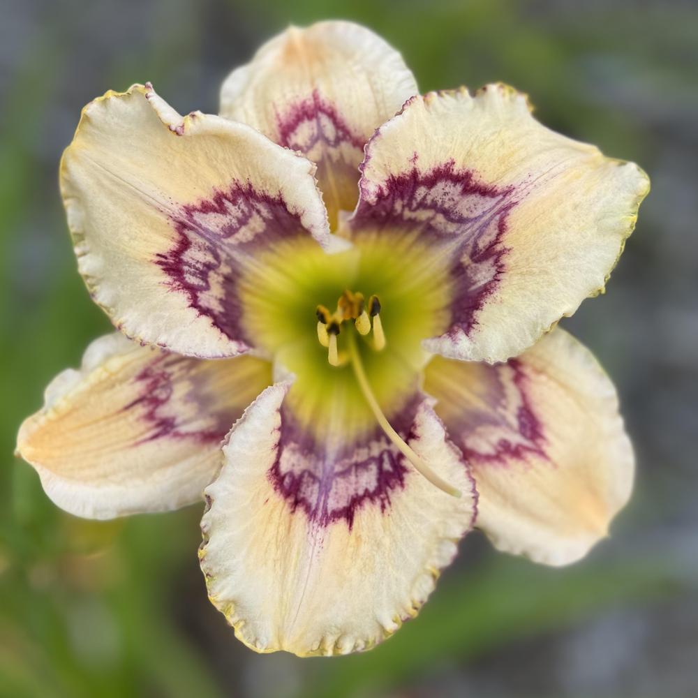 Daylily (Hemerocallis 'Endless Ripples') in the Daylilies Database ...
