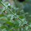 Hairy square stems
