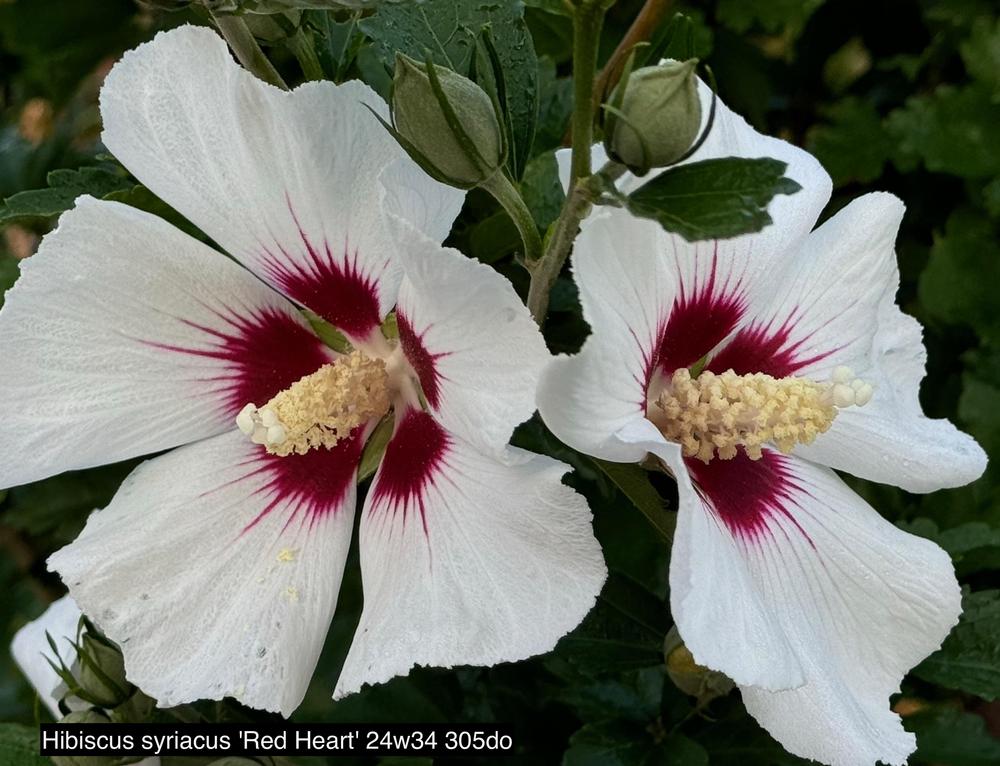 Big Pack - Rose Of Sharon, Hibiscus Syriacus Seeds - Non-GMO Seeds