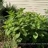 Hydrangea macrophylla 'Dooley' 24w34 6yo Bigleaf E1 (Dirr, 1996) 