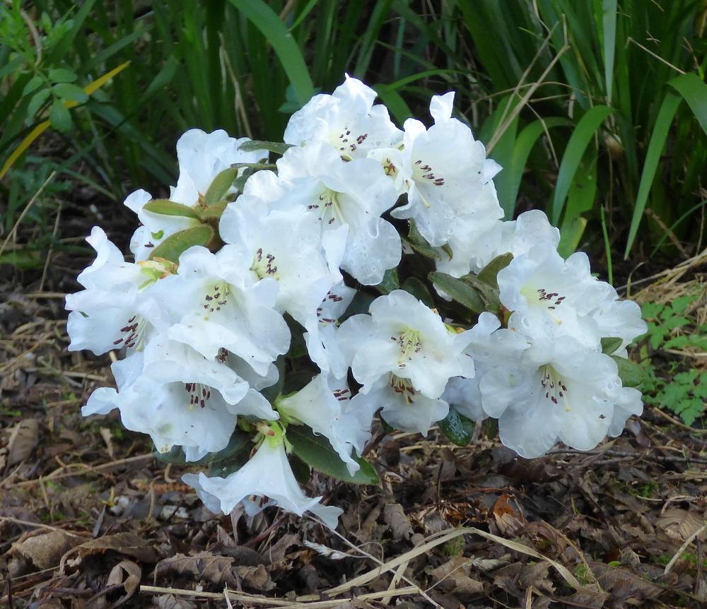 Rhododendron 'Alpine Meadow' in the Rhododendrons Database - Garden.org