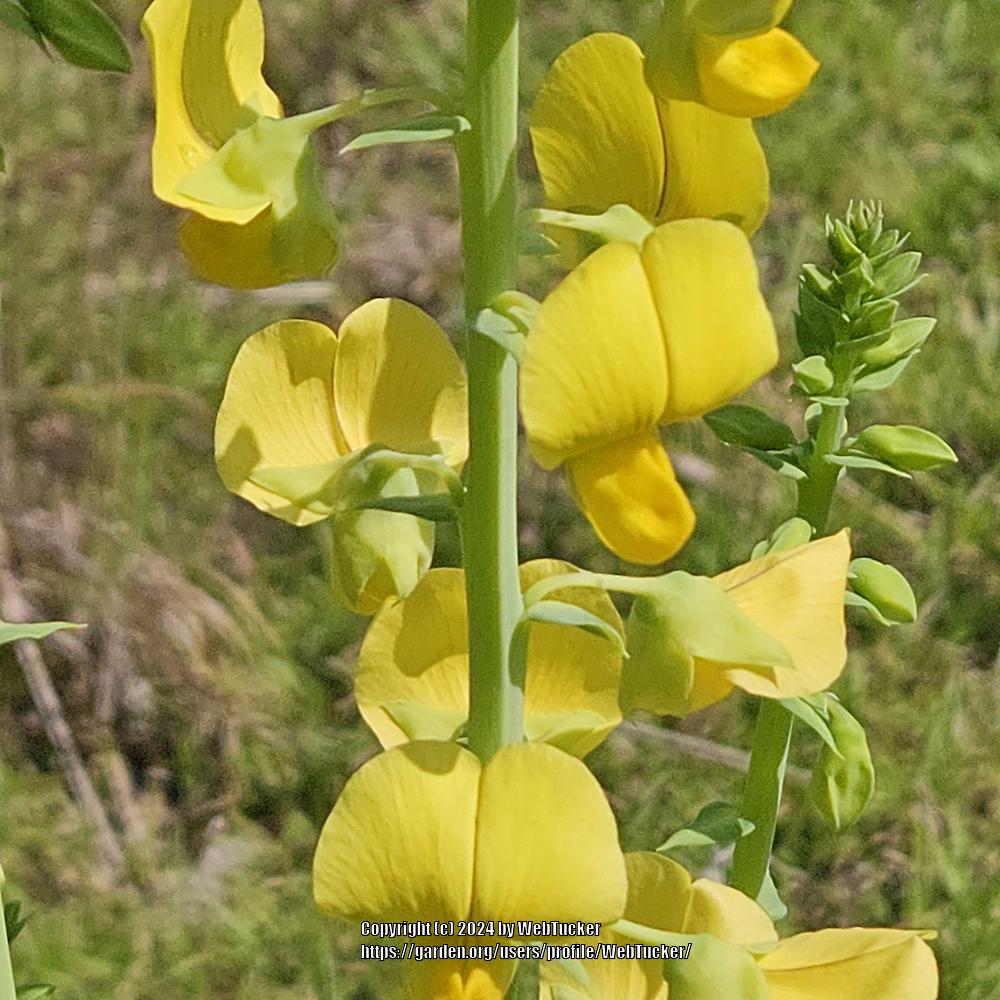 Snowy Rattlebox Photo of the bloom of Showy Rattlebox (Crotalaria spectabilis) posted ...