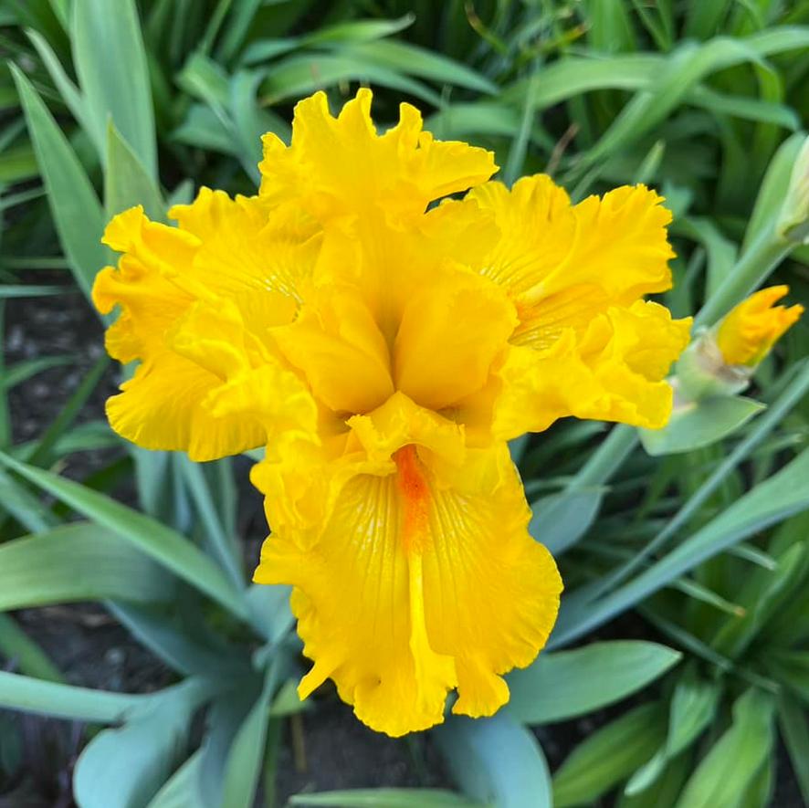 Photo of the bloom of Tall Bearded Iris (Iris 'Glitter Gulch') posted