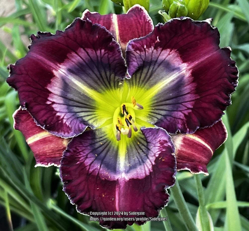 Daylily (Hemerocallis 'Grape Matrix') in the Daylilies Database ...