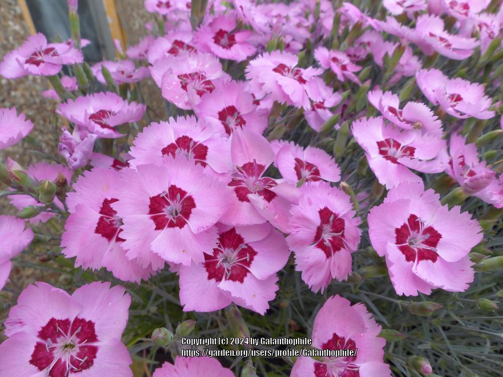 Cottage Pink Dianthus Plumarius Scent From Heaven Angel Of Peace In cottage-pink-dianthus-plumarius-scent-from-heaven-angel-of-peace-in