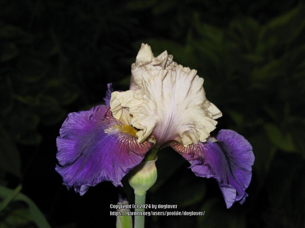 Photo of the bloom of Tall Bearded Iris (Iris 'Boysenberry Buttercup